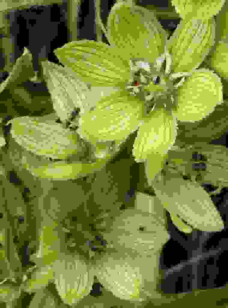 Veratrum album ssp lobelianum (White False-helleborine)