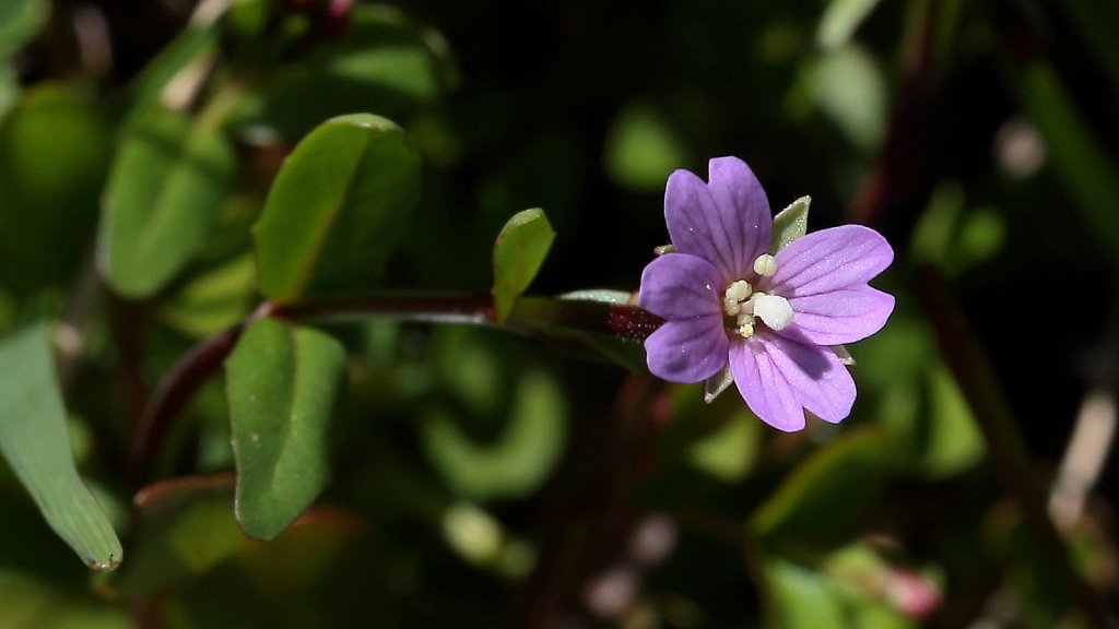 Epilobium anagallidifolium (Pimpernel-leaved Willowherb)