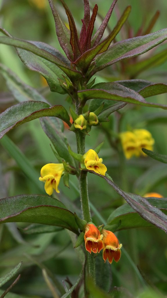 Melampyrum sylvaticum (Small Cow-wheat)