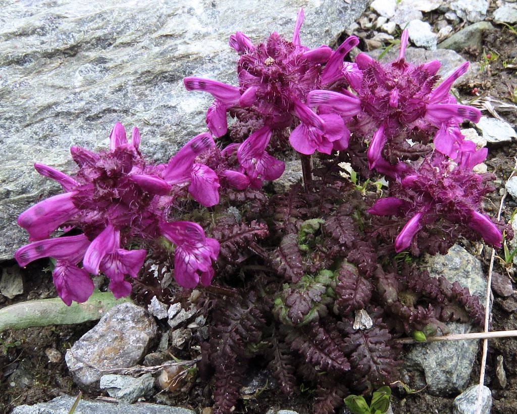 Pedicularis verticillata (Whorled Lousewort)