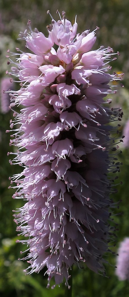 Polygonum bistorta (Bistort)