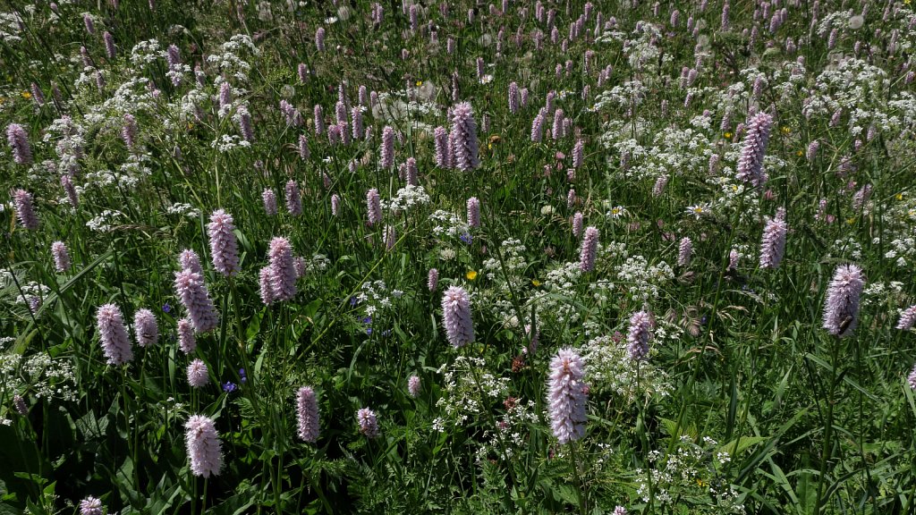 Polygonum bistorta (Bistort)