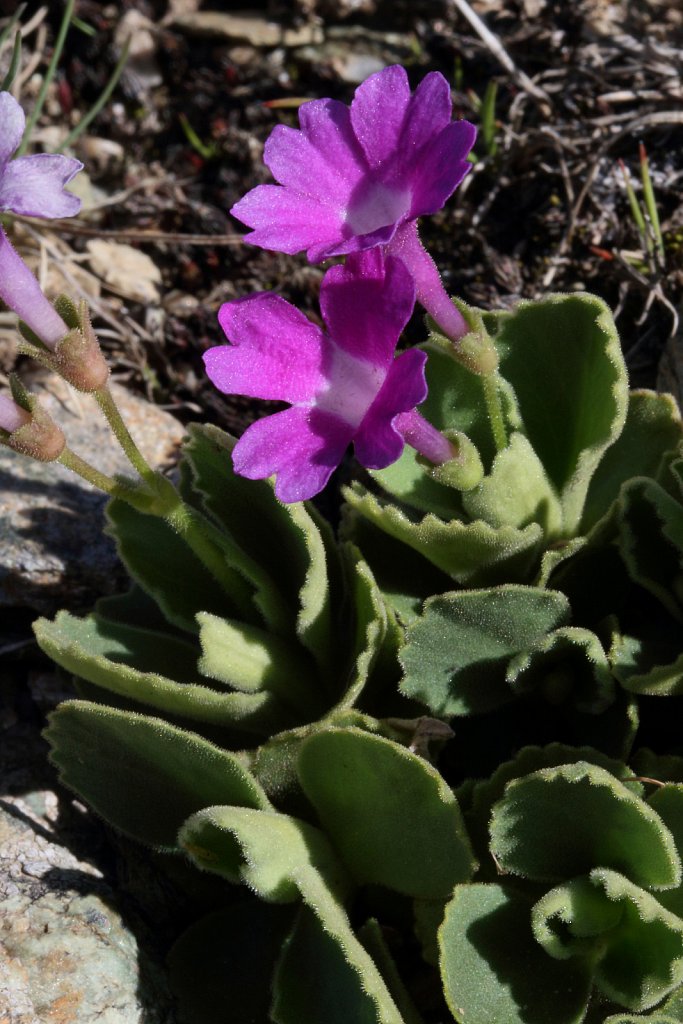 Primula hirsuta (Stinking Primrose)