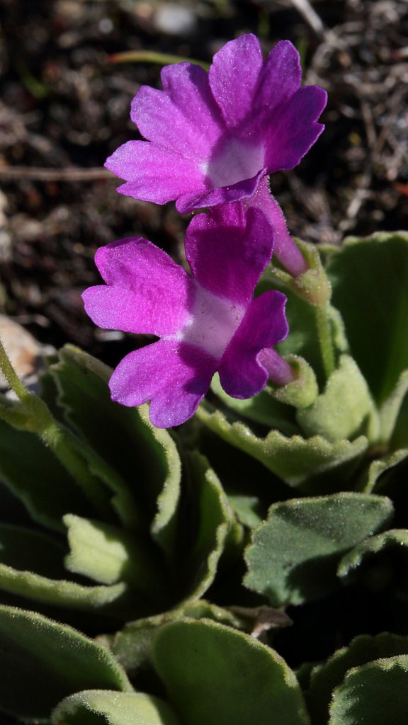 Primula hirsuta (Stinking Primrose)