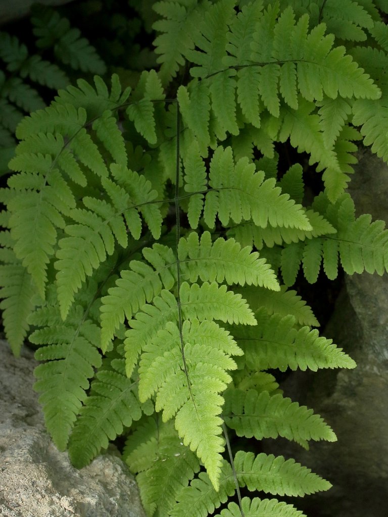 Gymnocarpium robertianum (Limestone Fern)
