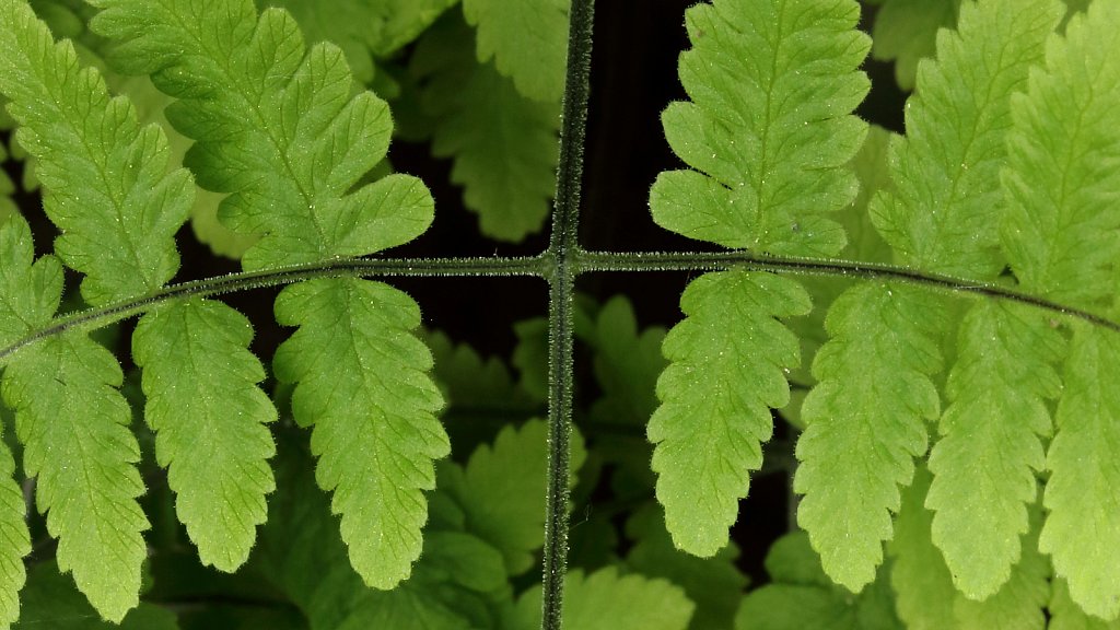 Gymnocarpium robertianum (Limestone Fern)
