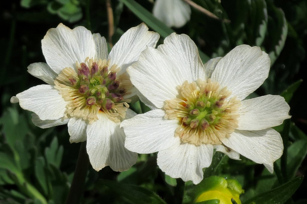 Callianthemum coriandrifolium (Coriander-leaved Callianthemum)