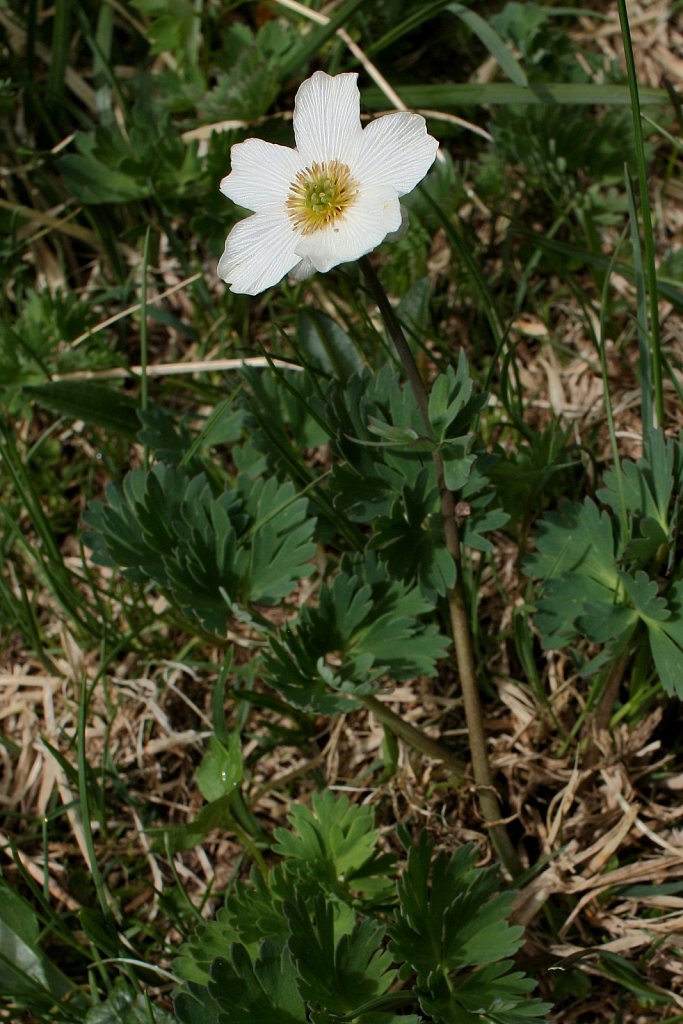 Callianthemum coriandrifolium (Coriander-leaved Callianthemum)