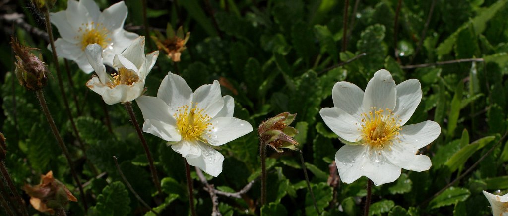 Dryas octopetala (Mountain Avens)