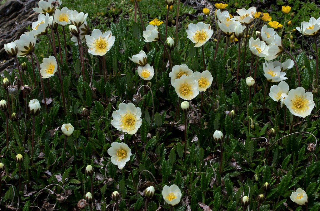 Dryas octopetala (Mountain Avens)