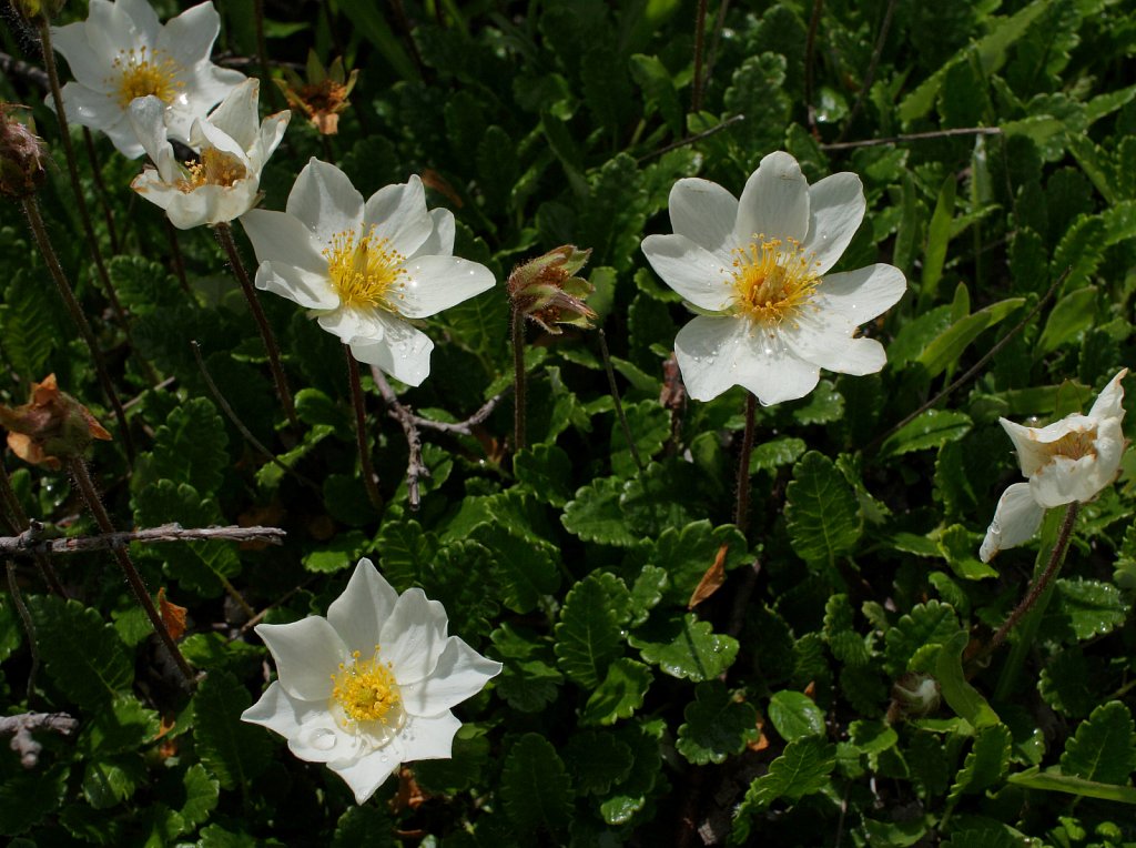 Dryas octopetala (Mountain Avens)