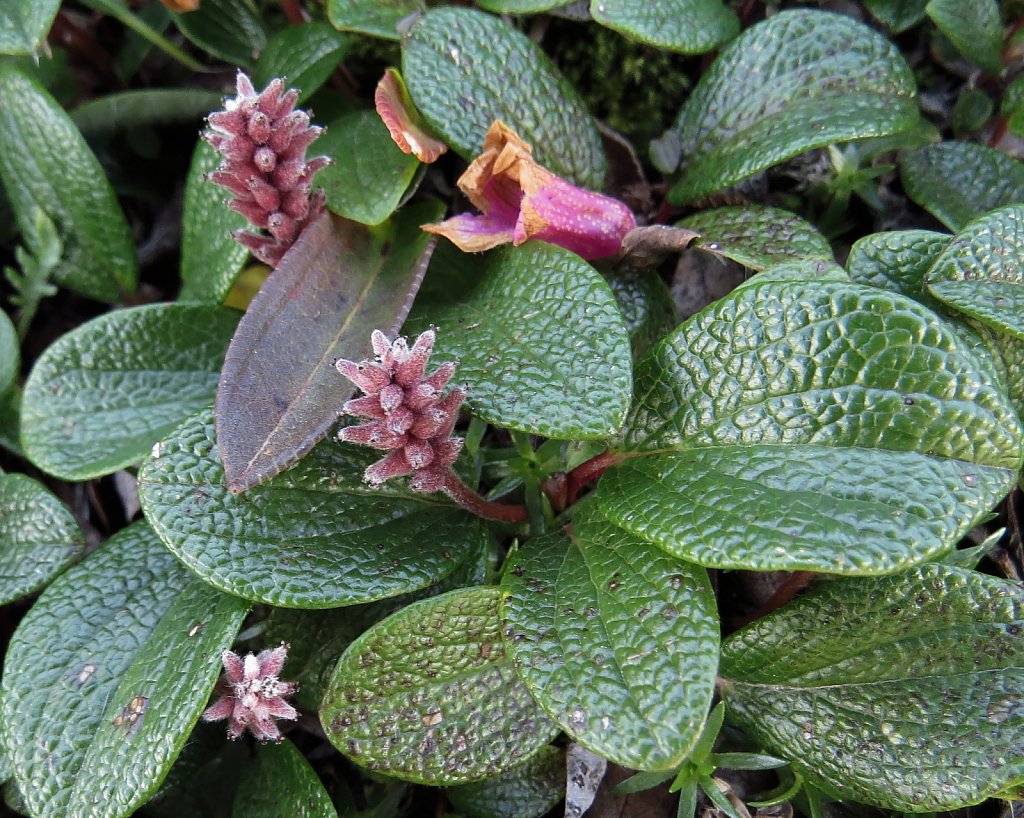 Salix reticulata (Net-leaved Willow)
