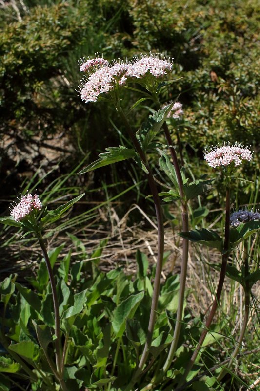 Valeriana tripteris (Three-leaved Valerian) - The Alpine Flora of ...