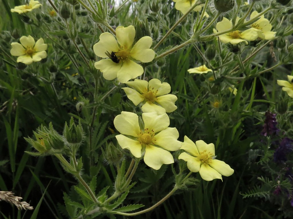 Potentilla recta (Sulphur Cinquefoil)