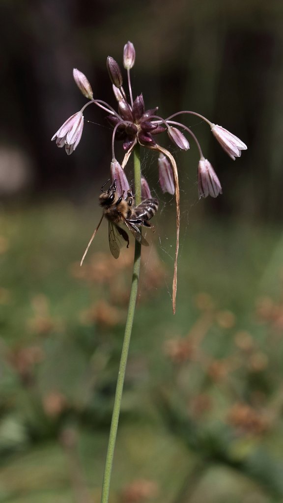 Allium oleraceum (Field Garlic)