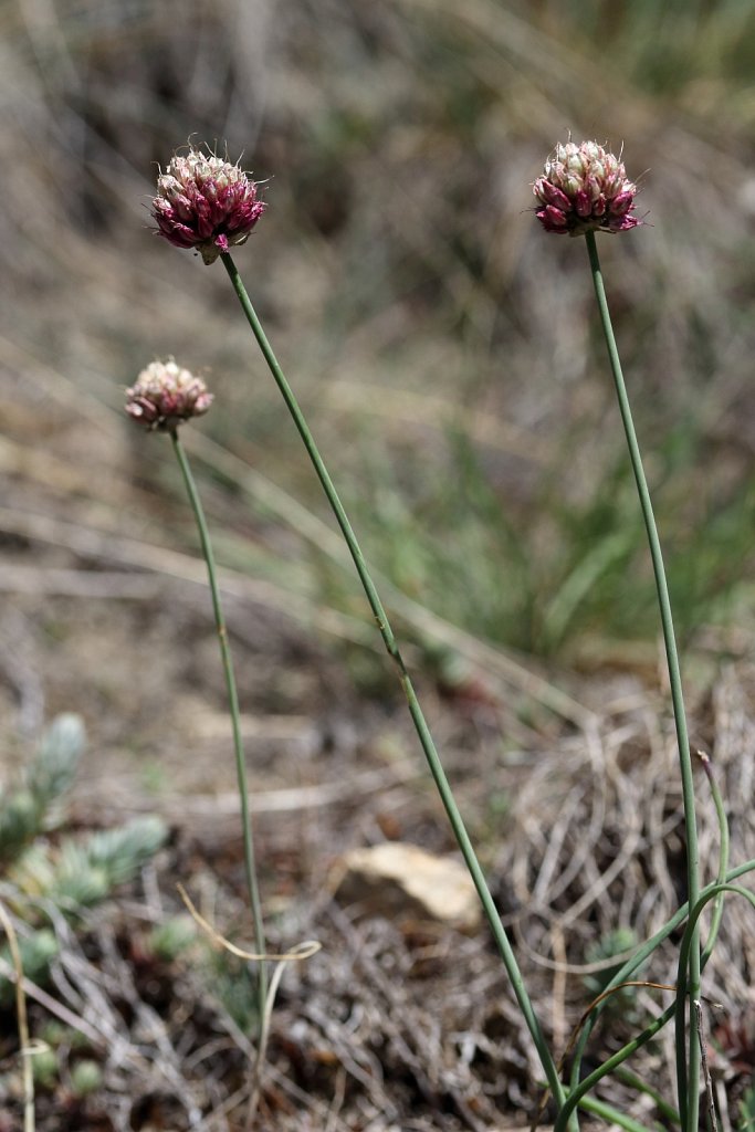 Allium sphaerocephalon (Round-headed Leek)