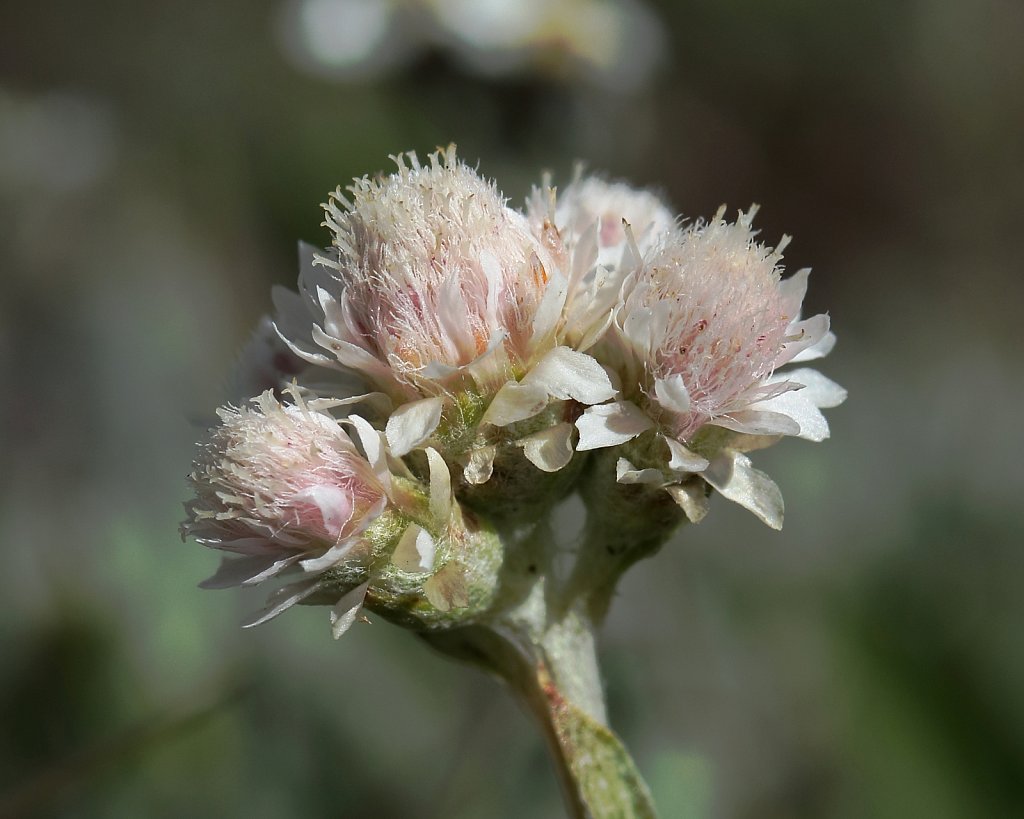 Antennaria dioica (Mountain Everlasting)