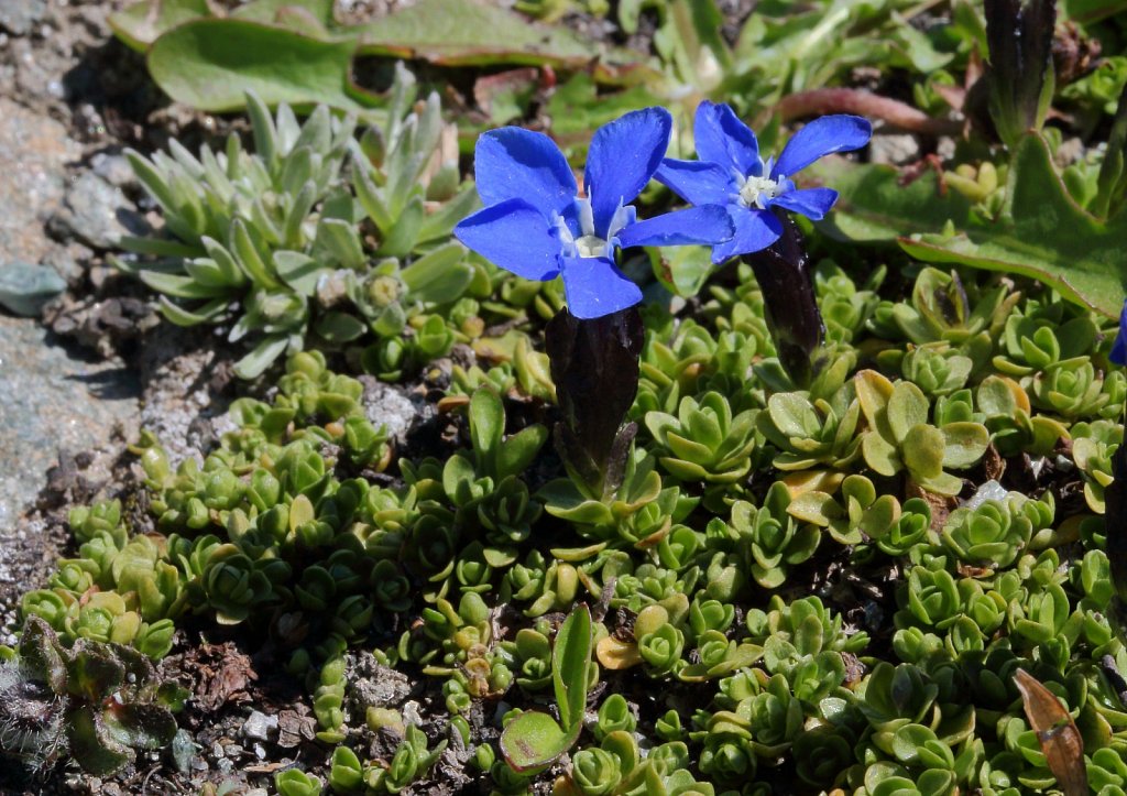 Gentiana bavarica ssp subacaulis (Bavarian Gentian) 
