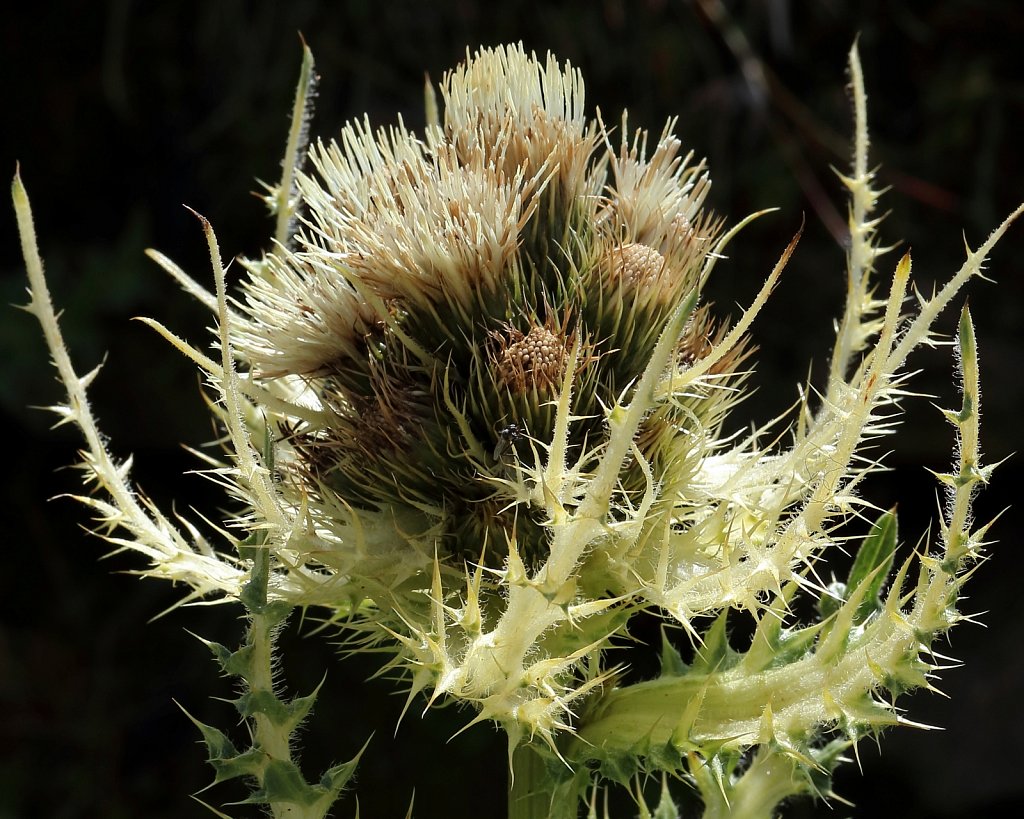 Cirsium spinosissimum (Thorny Thsitle)