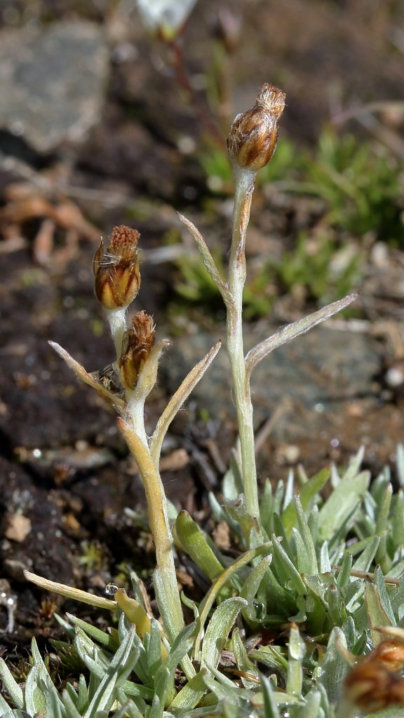 Gnaphalium hoppeanum (Hoppe's Cudweed)