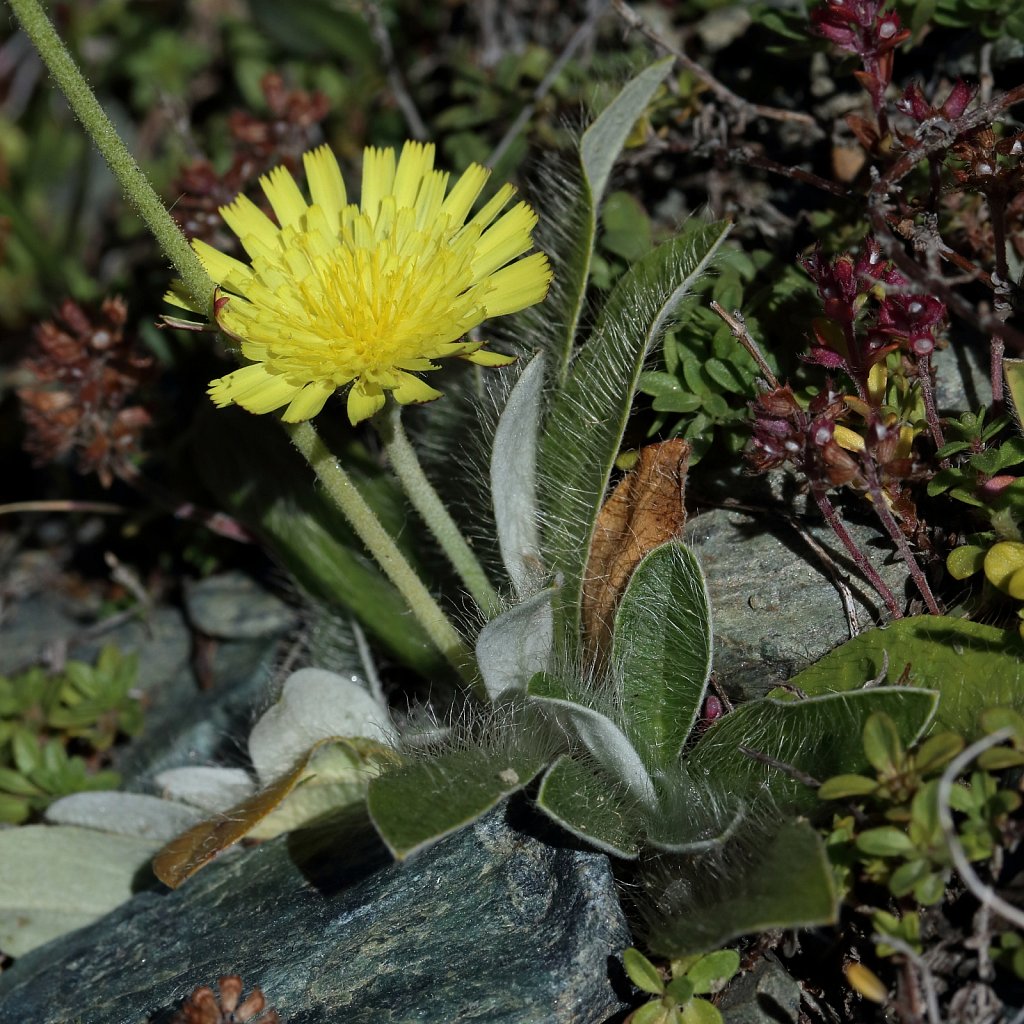 Hieracium peleterianum (Lepeletier's Hawkweed)