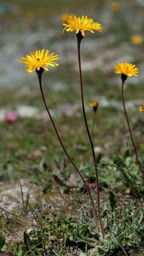 Leontodon hispidus ssp pseudocrispus (Rough Hawkbit)