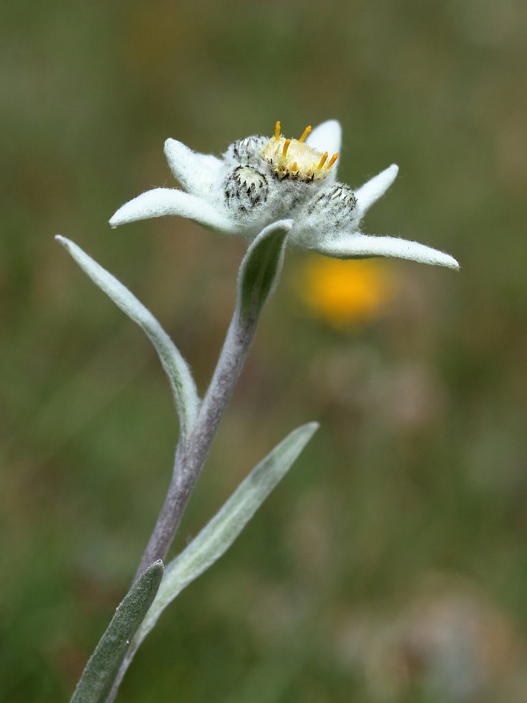 Leontopodium alpinum (Edelweiss)