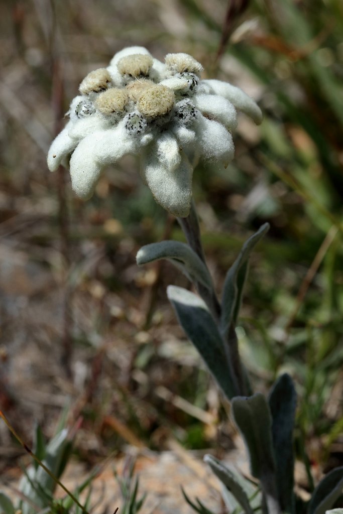 Leontopodium alpinum (Edelweiss)
