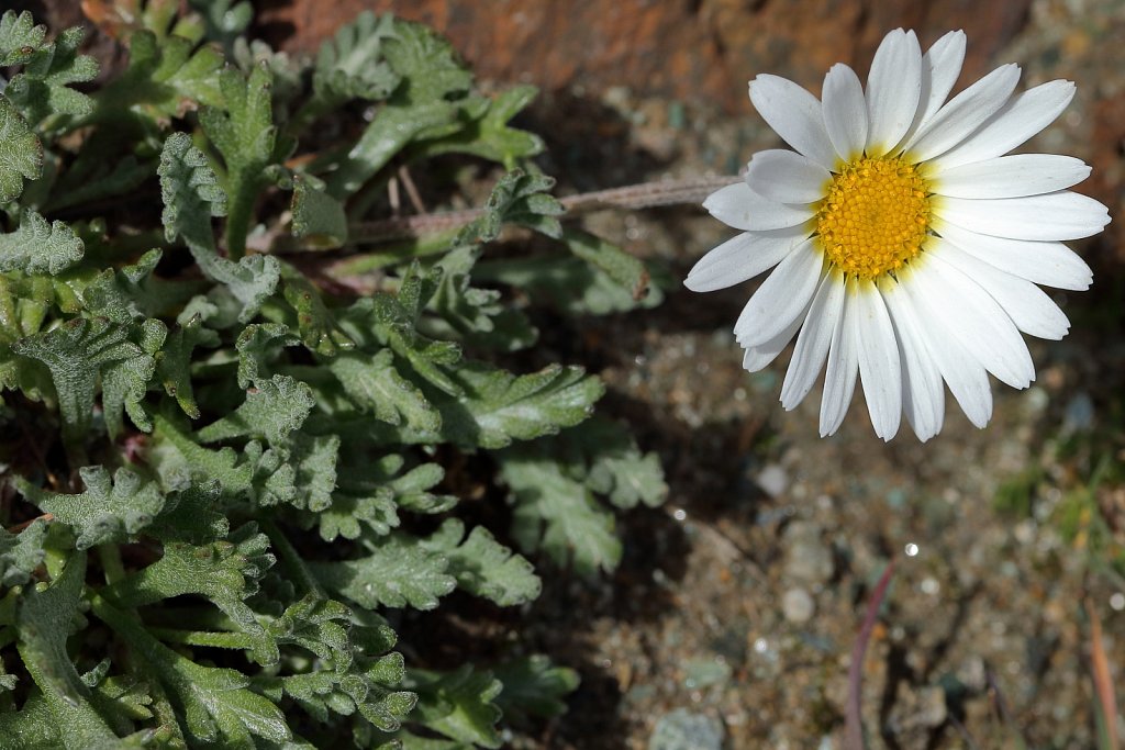 Leucanthemopsis alpina ssp minima (Dwarf Alpine Marguerite) 