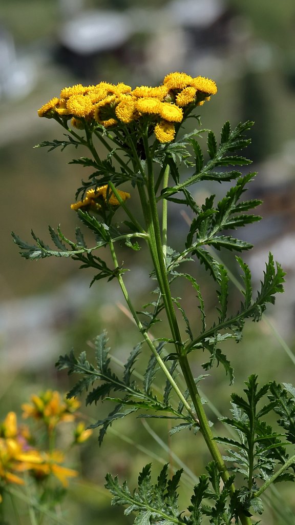 Tanacetum vulgare (Tansy)