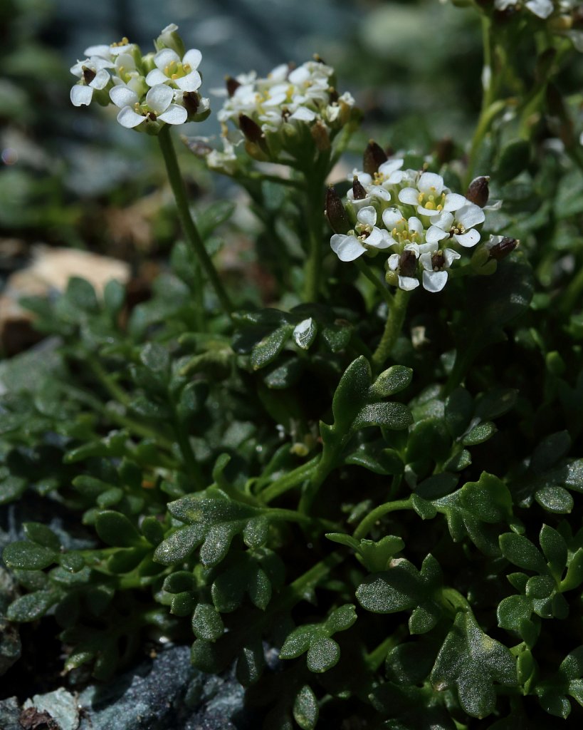 Pritzelago alpina ssp brevicaulis (Alpine Hutchinsia)