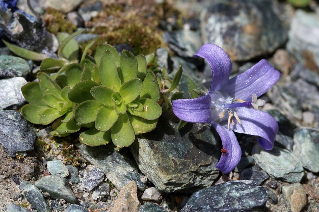 Campanula cenisia (Mount Cenis Bellflower)