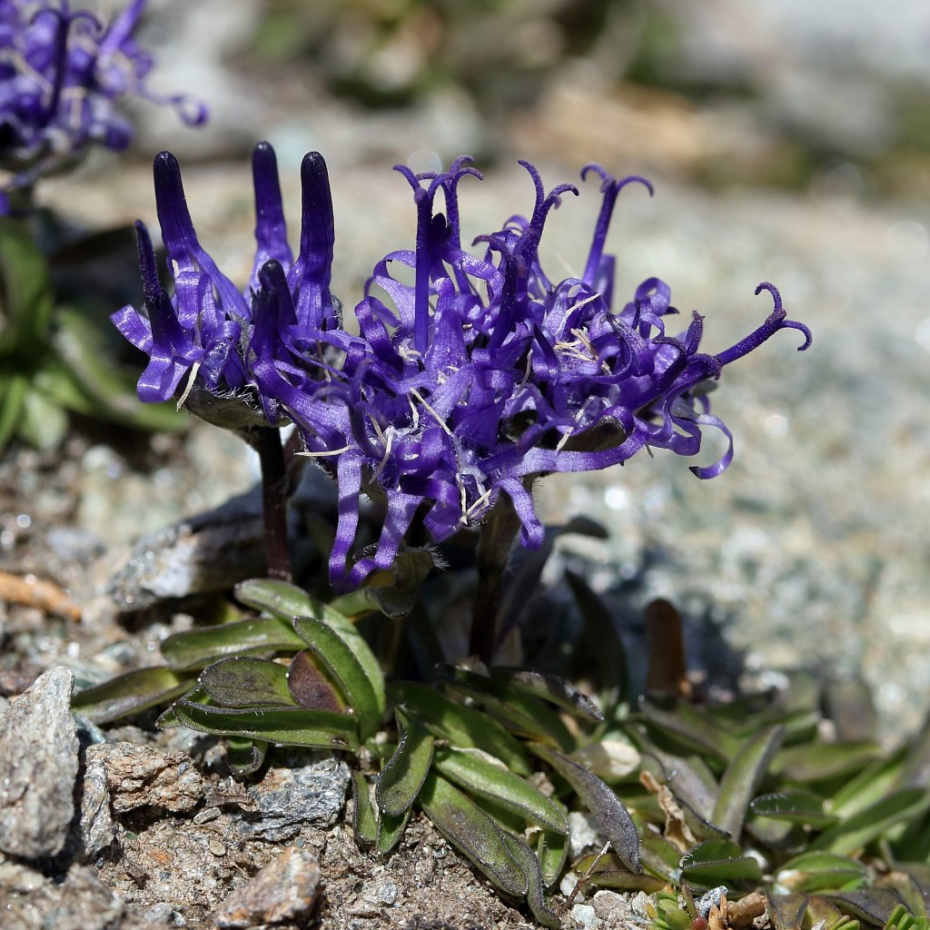 Phyteuma globulariifolium ssp pedemontanum (Globularia-leaved Rampion)