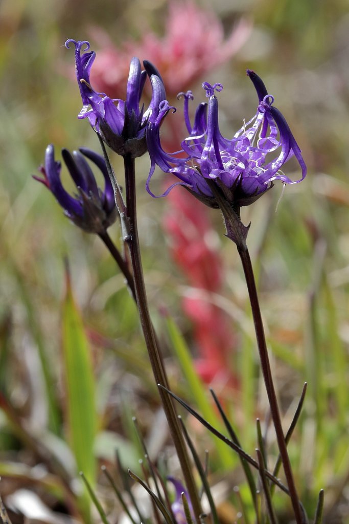 Phyteuma hemisphaericum (Globe-headed Rampion)