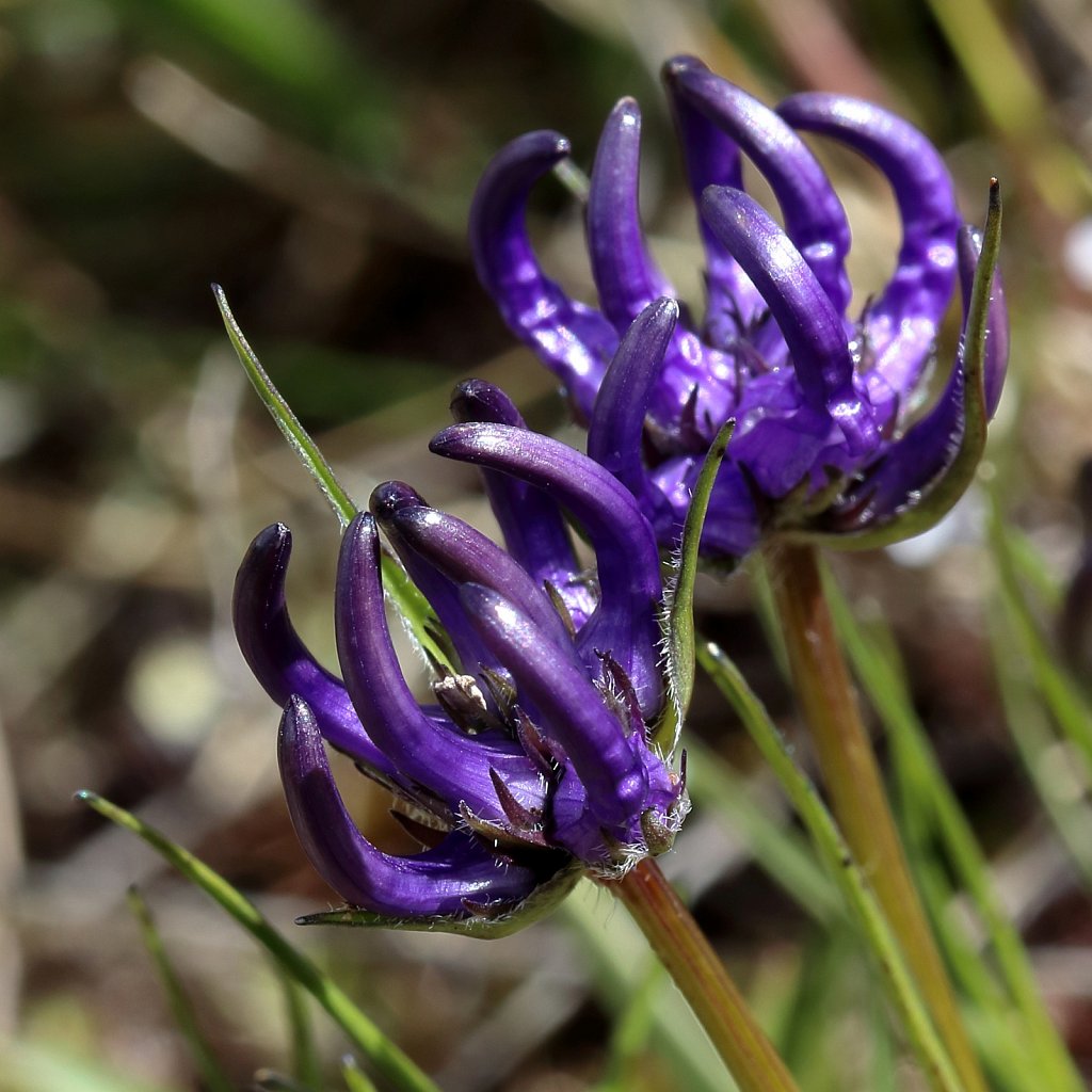 Phyteuma humile (Dwarf Rampion)