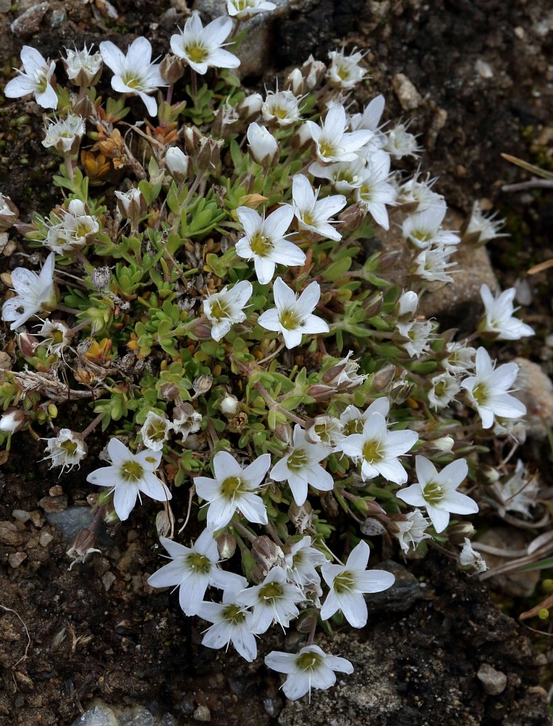 Arenaria ciliata (Ciliate-leaved Sandwort)