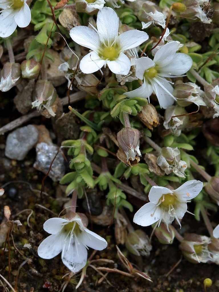 Arenaria ciliata (Ciliate-leaved Sandwort)