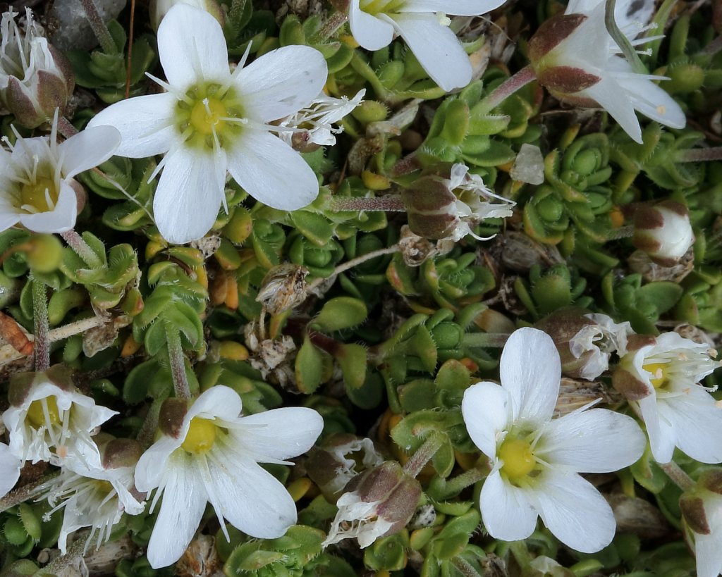 Arenaria ciliata (Ciliate-leaved Sandwort)