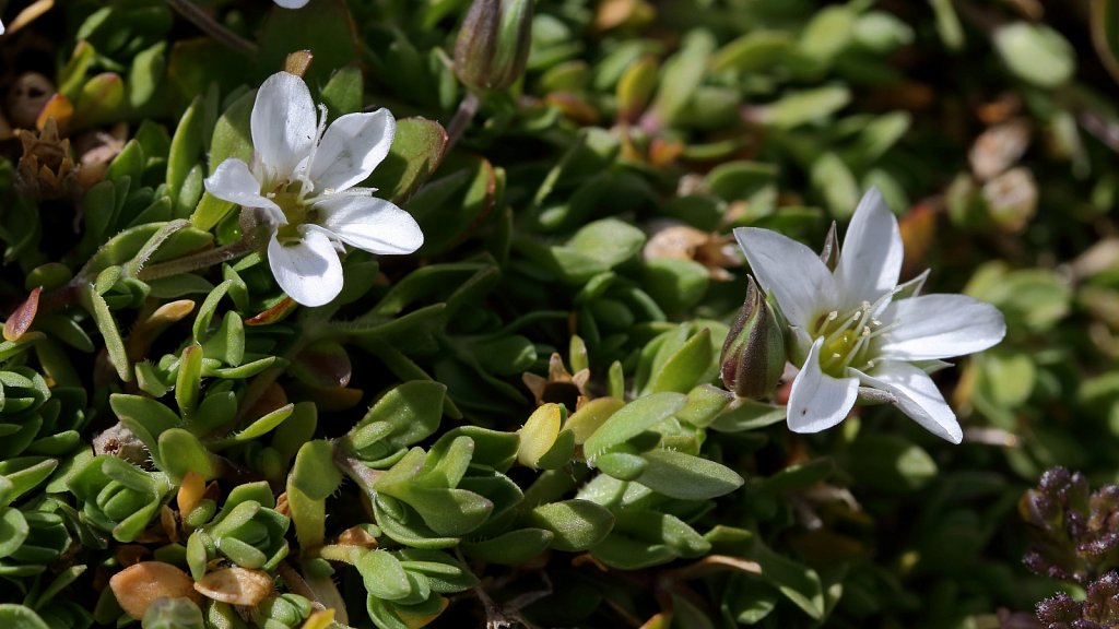 Arenaria ciliata (Ciliate-leaved Sandwort)