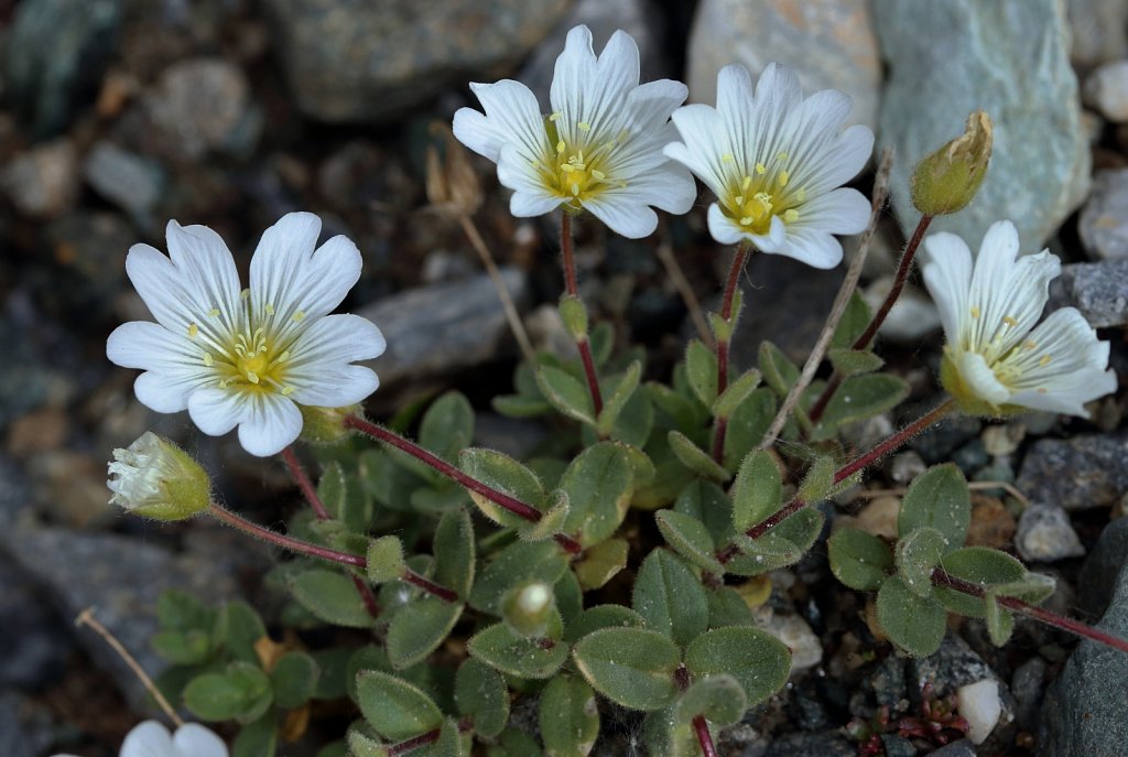 Cerastium latifolium (Broad-leaved Mouse-ear)