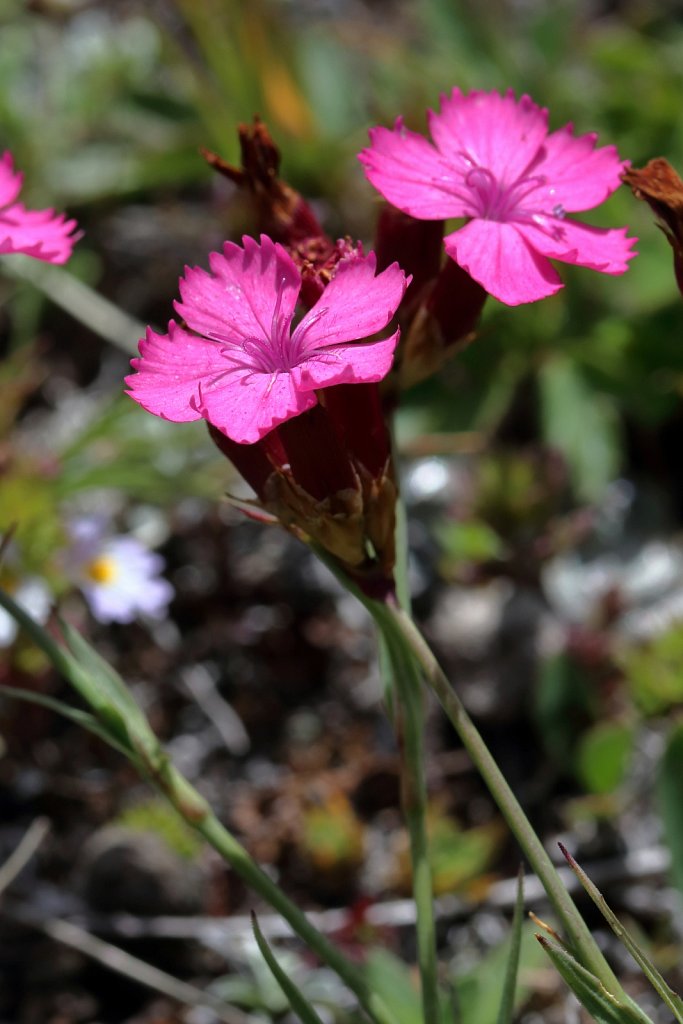Dianthus carthusianorum (Carthusian Pink)