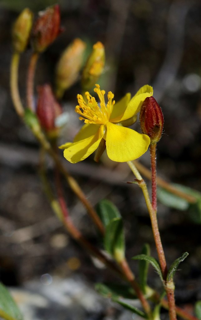 Helianthemum alpestre (Alpine Rock-rose)