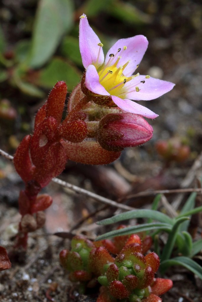 Sedum villosum (Hairy Stonecrop)