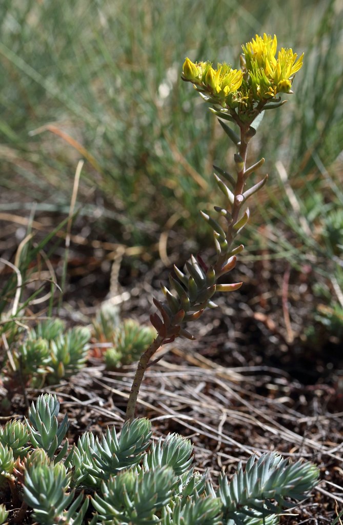 Sedum montanum (Mountain Stonecrop)