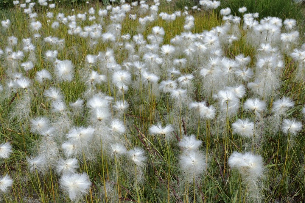 Eriophorum scheuchzeri (Scheuchzer's Cottongrass)