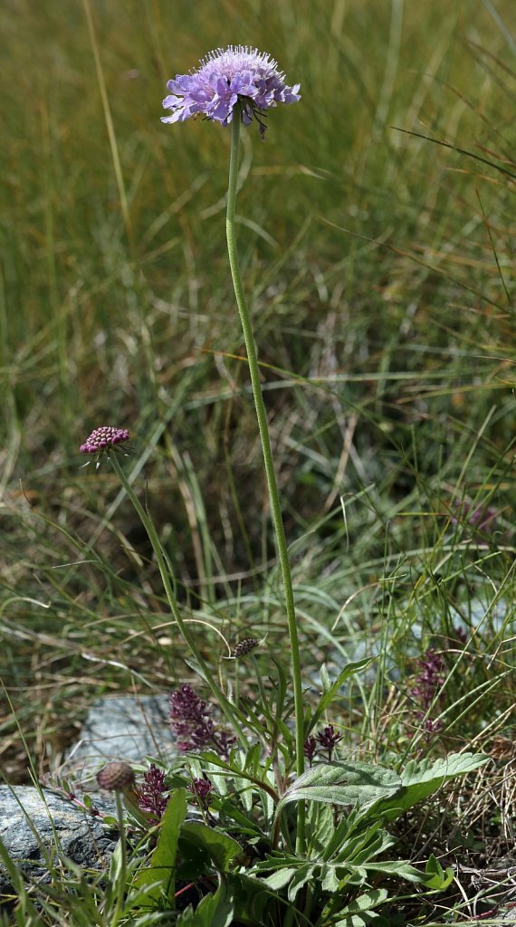Scabiosa lucida (Shining Scabious)