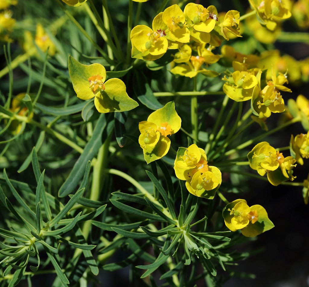 Euphorbia cyparissias (Cypress Spurge)