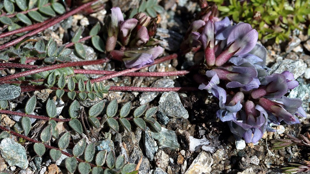 Oxytropis helvetica (Swiss Oxytropis)