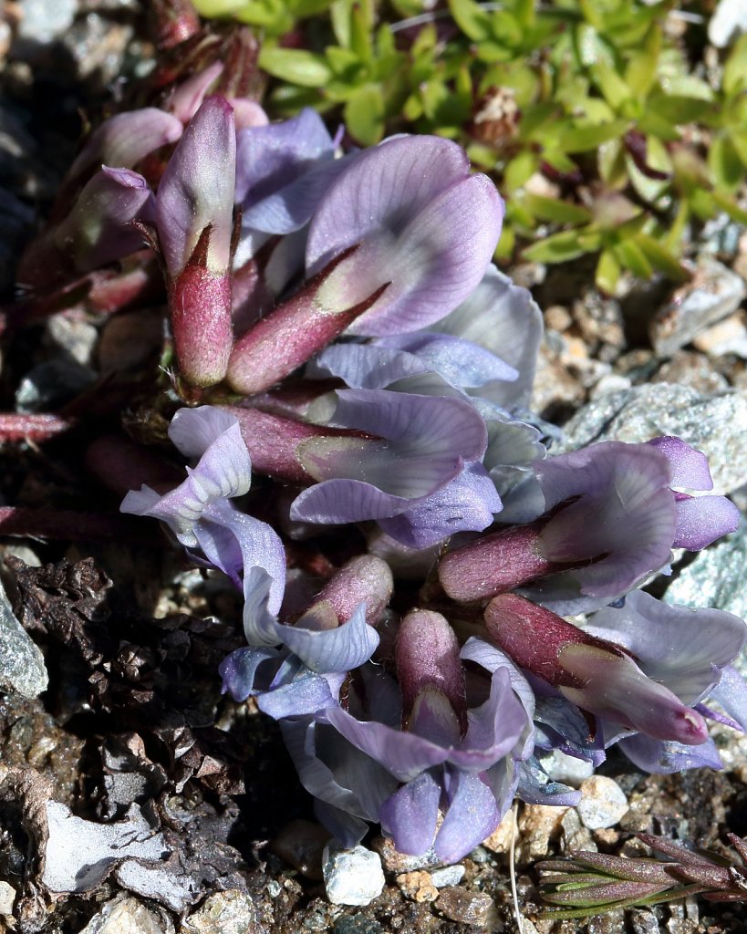 Oxytropis helvetica (Swiss Oxytropis)