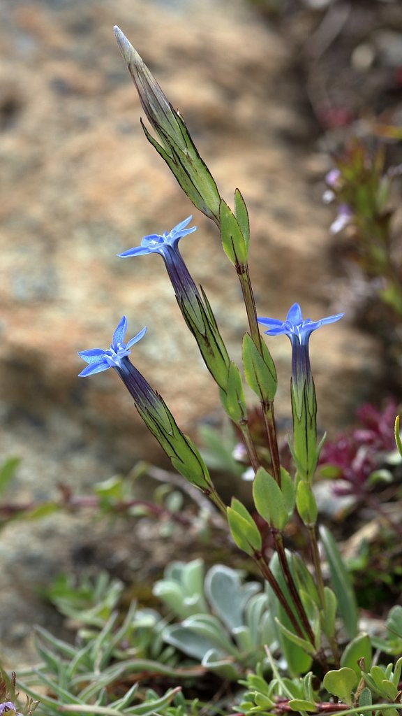 Gentiana nivalis (Snow Gentian)